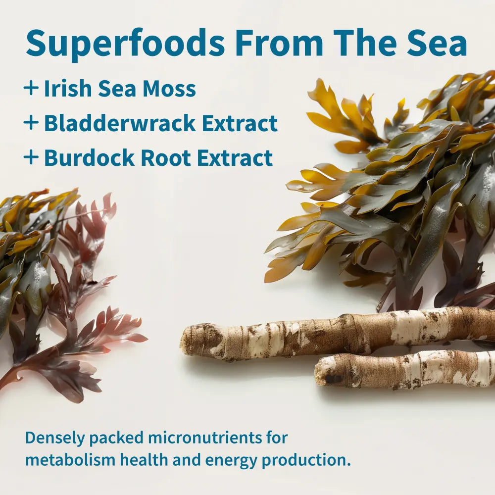 Snap Supplements - Irish Sea Moss - Sea Moss Supplement for Immunity, Digestion, Energy & Skin Tone Support - Natural Sea Moss Capsules